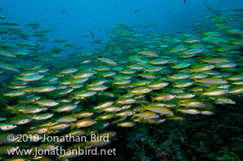 Bigeye Snapper [Lutjanus lutjanus]