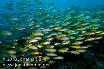 Bigeye Snapper [Lutjanus lutjanus]