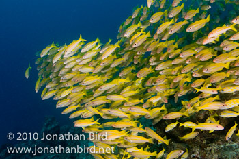 Bigeye Snapper [Lutjanus lutjanus]