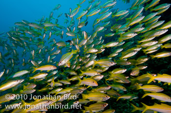 Bigeye Snapper [Lutjanus lutjanus]