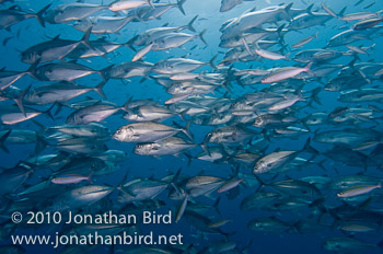 Bigeye Trevally Jack [Caranx sexfasciatus]