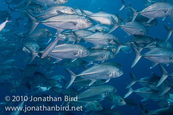 Bigeye Trevally Jack [Caranx sexfasciatus]