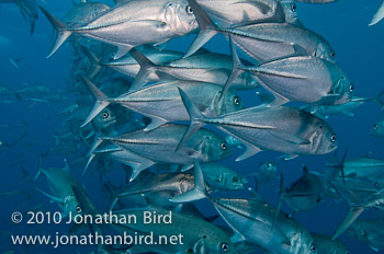 Bigeye Trevally Jack [Caranx sexfasciatus]