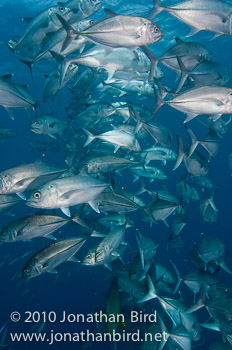 Bigeye Trevally Jack [Caranx sexfasciatus]