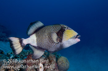 Titan Triggerfish [Balistoides viridescens]