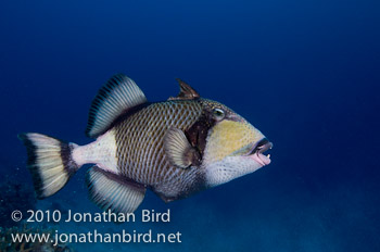 Titan Triggerfish [Balistoides viridescens]