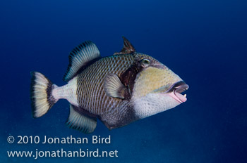 Titan Triggerfish [Balistoides viridescens]