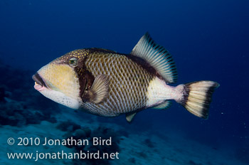 Titan Triggerfish [Balistoides viridescens]