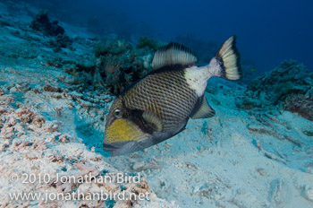 Titan Triggerfish [Balistoides viridescens]