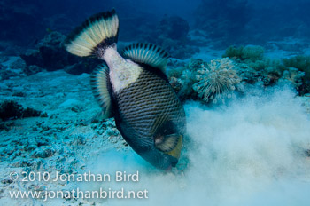 Titan Triggerfish [Balistoides viridescens]