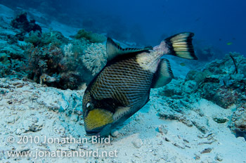 Titan Triggerfish [Balistoides viridescens]