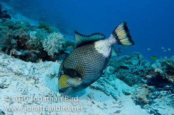 Titan Triggerfish [Balistoides viridescens]