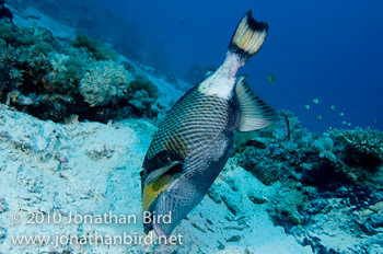 Titan Triggerfish [Balistoides viridescens]