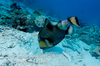 Titan Triggerfish [Balistoides viridescens]