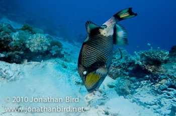 Titan Triggerfish [Balistoides viridescens]