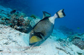 Titan Triggerfish [Balistoides viridescens]