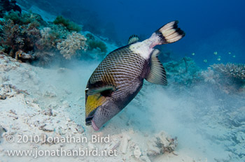 Titan Triggerfish [Balistoides viridescens]