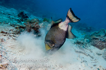 Titan Triggerfish [Balistoides viridescens]