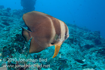 Longfin Spadefish [Platax teira]