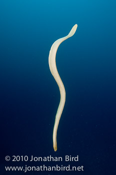 Olive Sea snake [Aipysurus laevis]