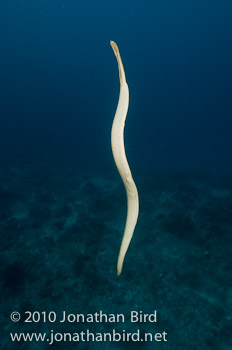 Olive Sea snake [Aipysurus laevis]