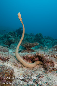 Olive Sea snake [Aipysurus laevis]