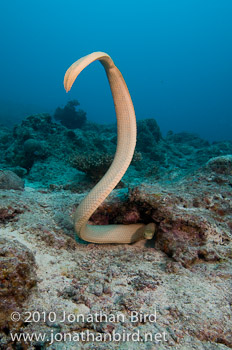 Olive Sea snake [Aipysurus laevis]