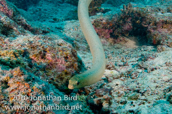 Olive Sea snake [Aipysurus laevis]