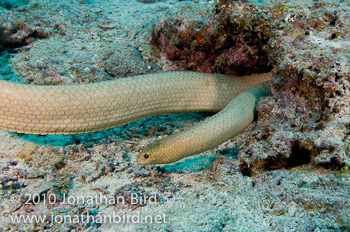 Olive Sea snake [Aipysurus laevis]