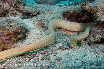 Olive Sea snake [Aipysurus laevis]