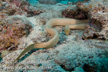 Olive Sea snake [Aipysurus laevis]