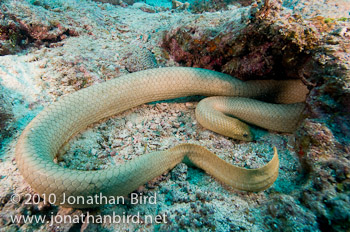 Olive Sea snake [Aipysurus laevis]