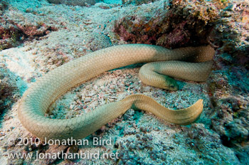 Olive Sea snake [Aipysurus laevis]