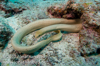 Olive Sea snake [Aipysurus laevis]