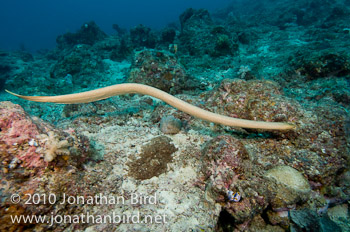 Olive Sea snake [Aipysurus laevis]