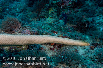 Olive Sea snake [Aipysurus laevis]