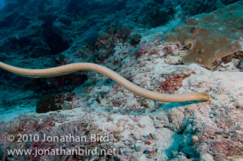 Olive Sea snake [Aipysurus laevis]