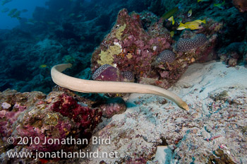 Olive Sea snake [Aipysurus laevis]