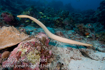 Olive Sea snake [Aipysurus laevis]