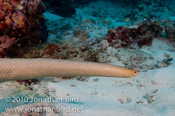 Olive Sea snake [Aipysurus laevis]