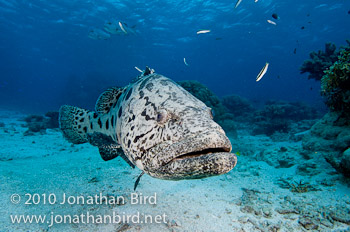 Potato Grouper [Epinephelus tukula]