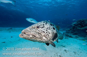 Potato Grouper [Epinephelus tukula]