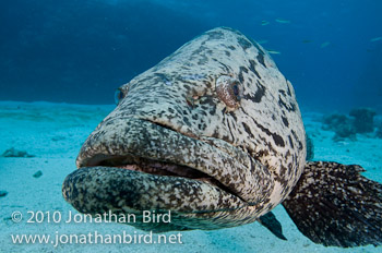 Potato Grouper [Epinephelus tukula]