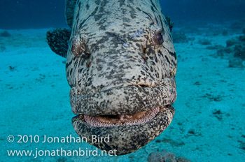 Potato Grouper [Epinephelus tukula]