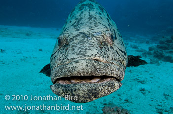 Potato Grouper [Epinephelus tukula]