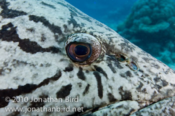 Potato Grouper [Epinephelus tukula]