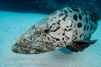 Potato Grouper [Epinephelus tukula]