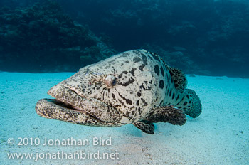 Potato Grouper [Epinephelus tukula]