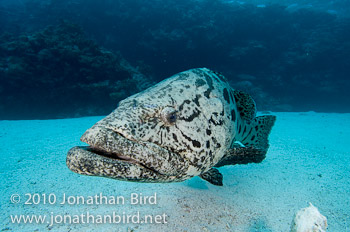 Potato Grouper [Epinephelus tukula]