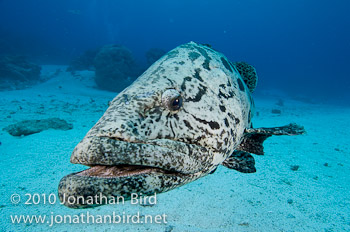 Potato Grouper [Epinephelus tukula]